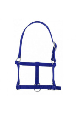 LICOL FOAL RIDING WORLD