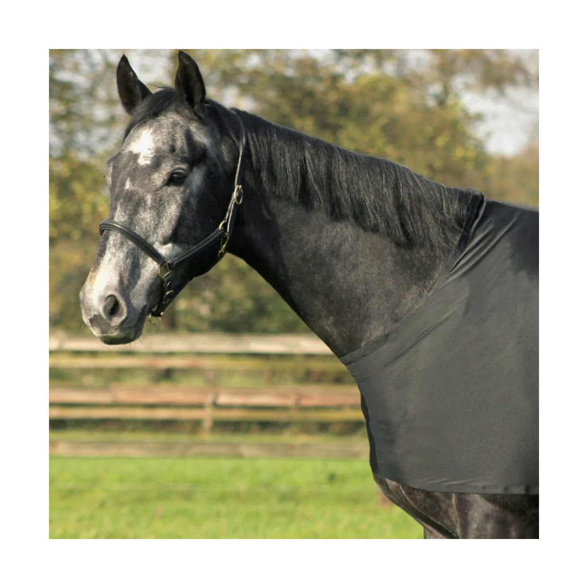 Protection de poitrail et épaules élastique