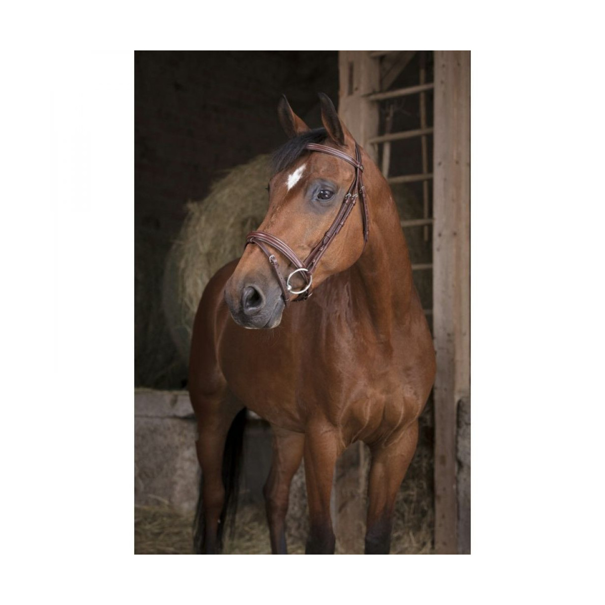 Bridon NORTON PRO Fin Havane