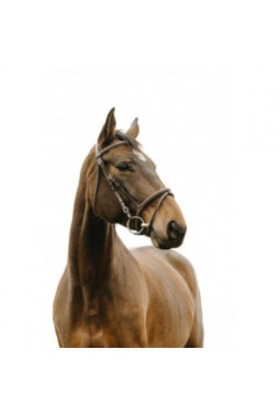 Bridon NORTON CLUB - Deco marron