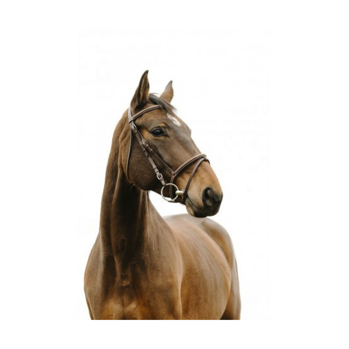 Bridon NORTON CLUB - Deco marron