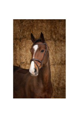 Bridon NORTON PRO - Perle Marron