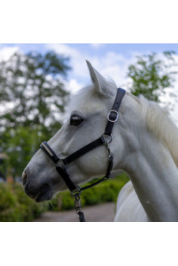 Licol Canter Mylord cuir Noir light gold