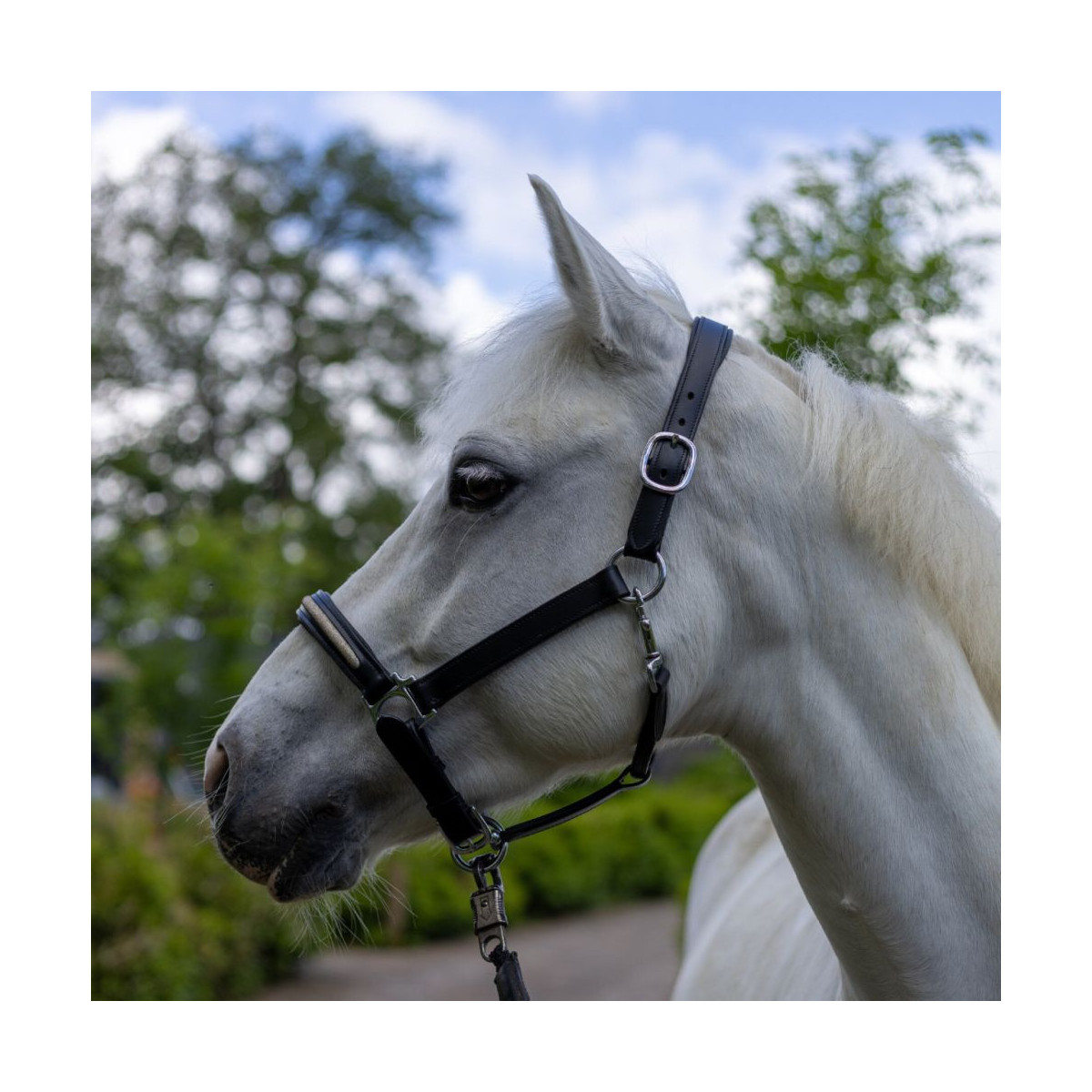 Licol Canter Mylord cuir Noir light gold