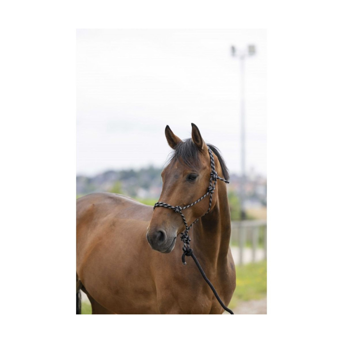 Licol éthologique + longe NORTON - Eco Noir/Gris