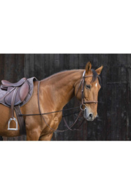 Enrênement éducatif long NORTON  Élastique