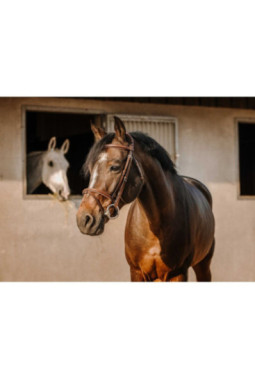 Bridon ERIC THOMAS - Crown