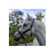 Licol CANTER Mylord Marron light gold