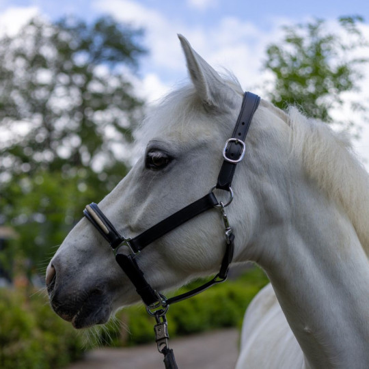 Licol CANTER Mylord Marron light gold