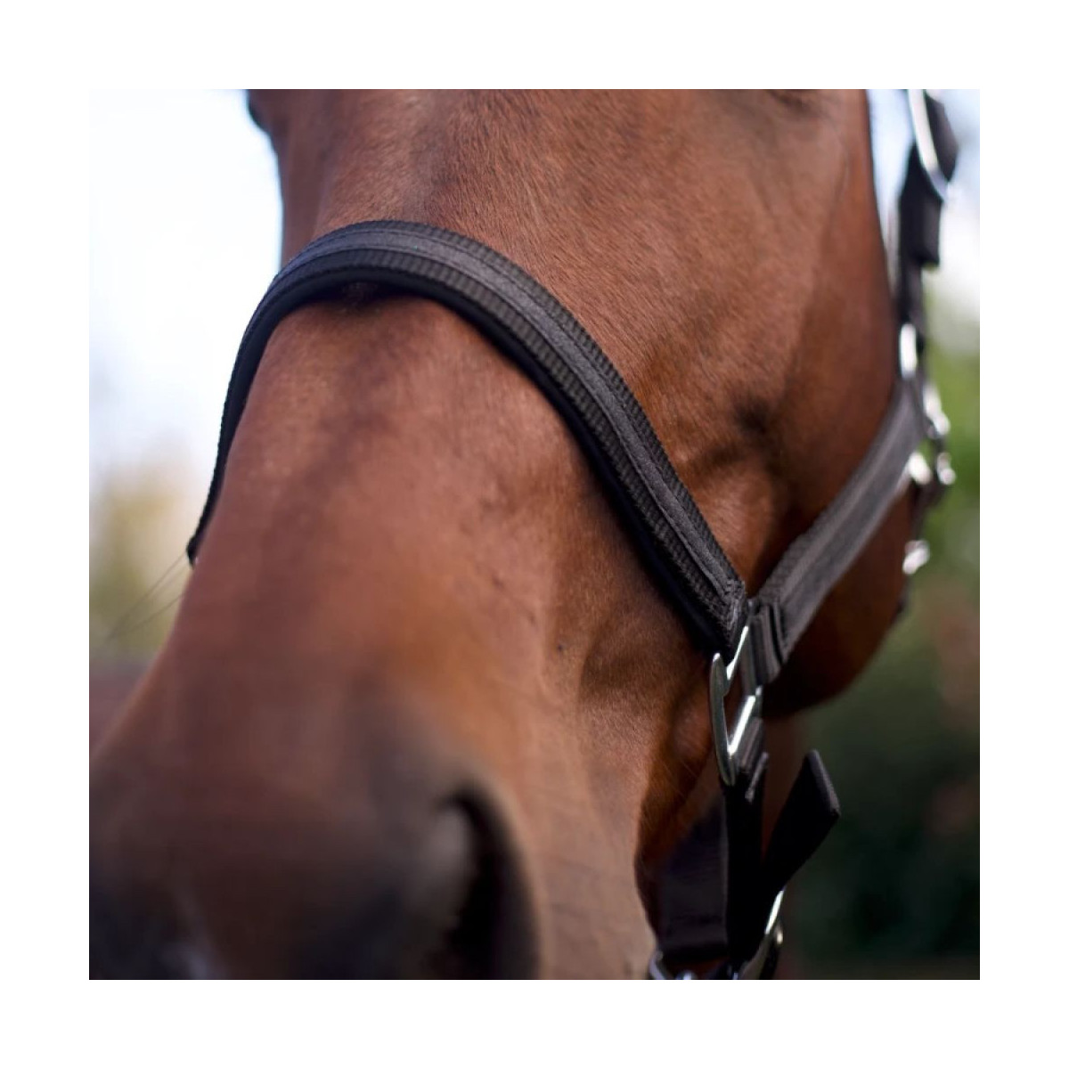 Set de licol et longe ATAMIK NOIR