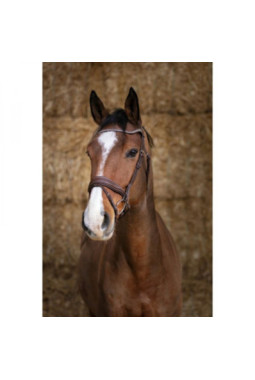 Bridon NORTON PRO Miss