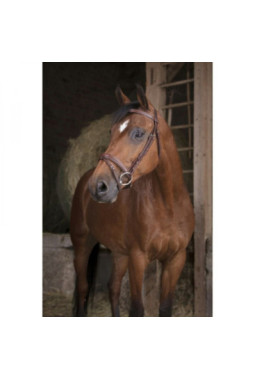 Bridon NORTON PRO Fin Havane