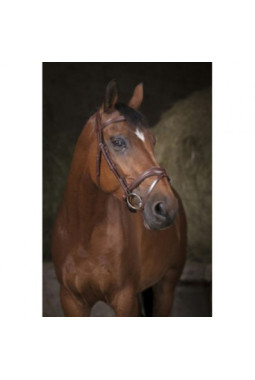 Bridon NORTON PRO Vague marron