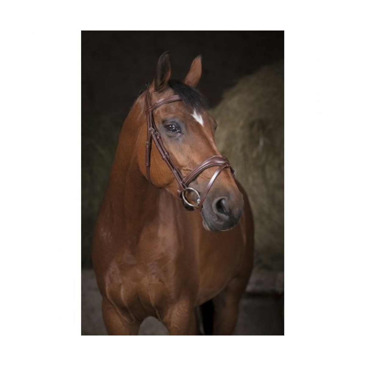 Bridon NORTON PRO Vague marron