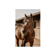 Bridon ERIC THOMAS - Visby Havane