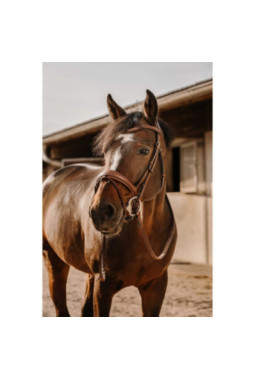 Bridon ERIC THOMAS - Visby Havane