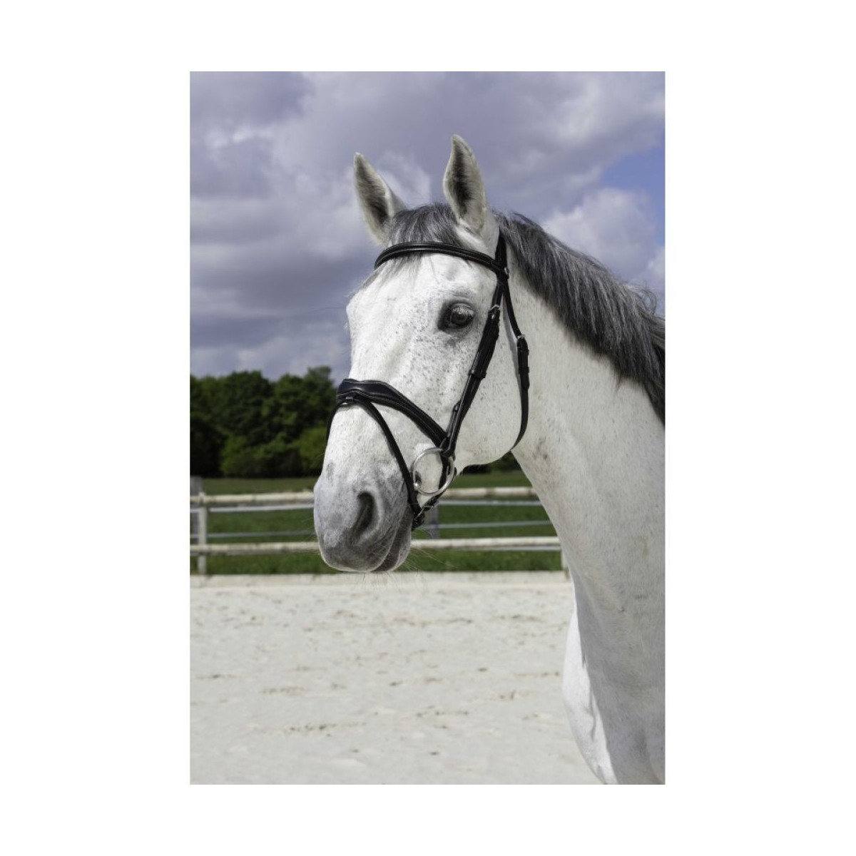 Bridon NORTON PRO Vague NOIR