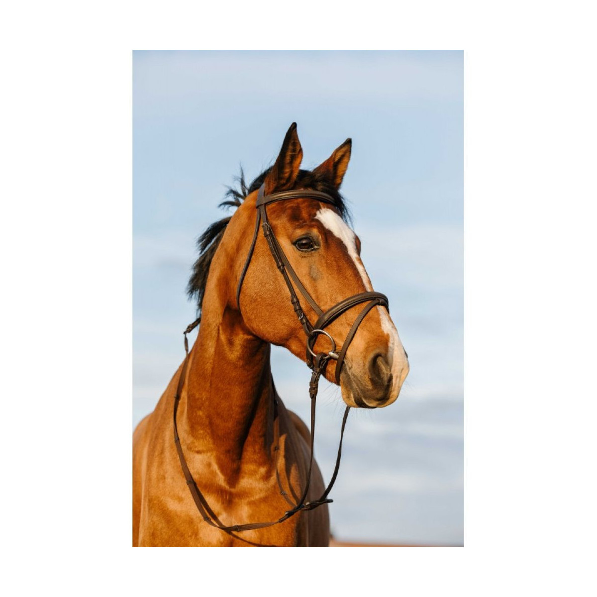 Bridon RIDING WORLD - Doublé muserolle combinée Marron