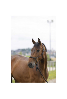 Licol éthologique + longe NORTON - Eco Noir/Gris