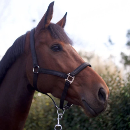 Set de licol et longe ATAMIK Rouge Salsa