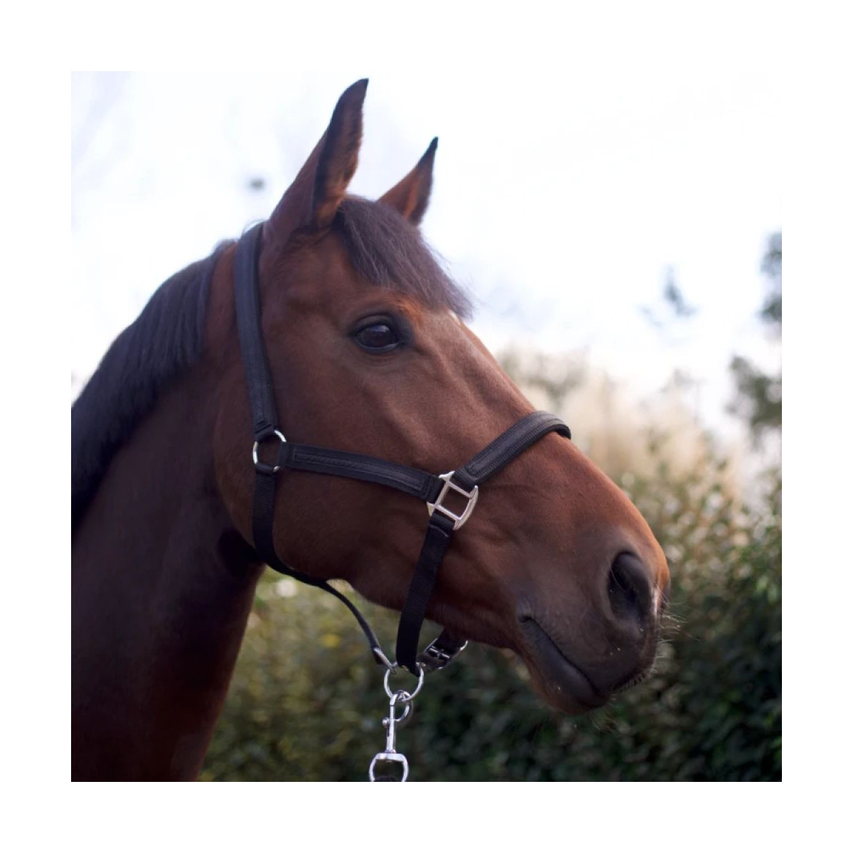 Set de licol et longe ATAMIK Rouge Salsa