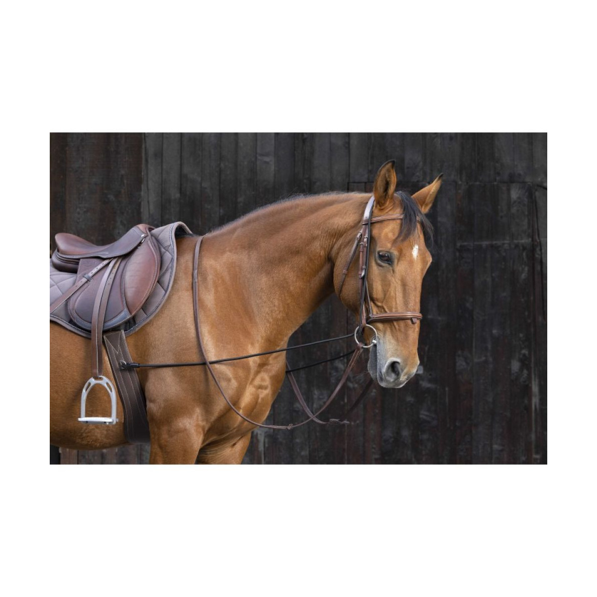 Enrênement éducatif long NORTON  Élastique