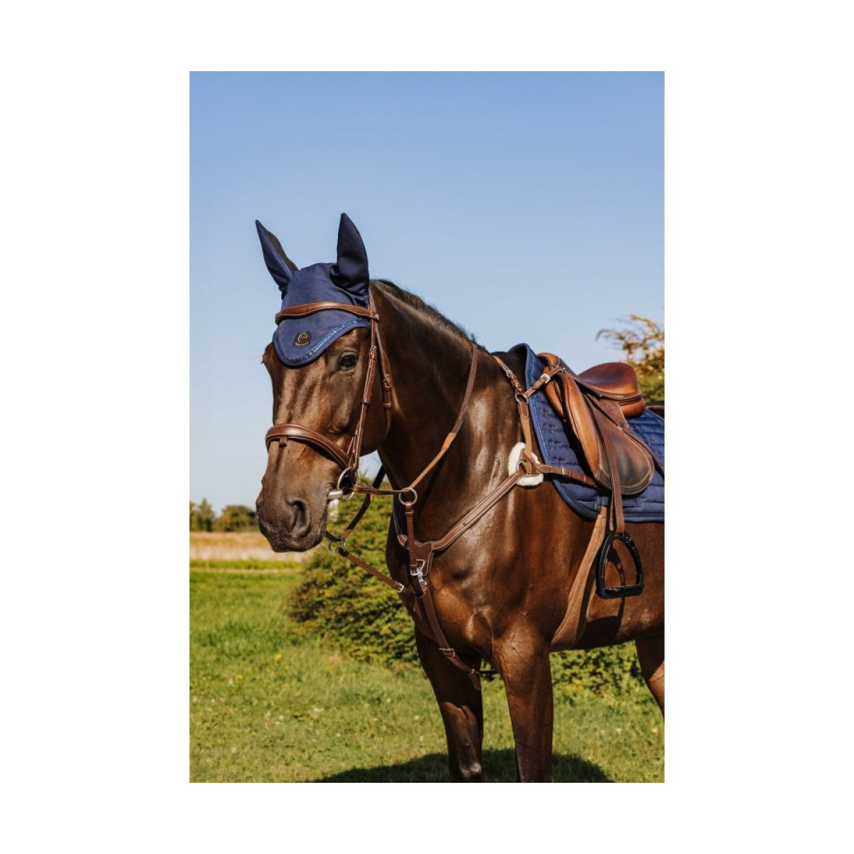 Collier de chasse NORTON PRO 5 points Marron