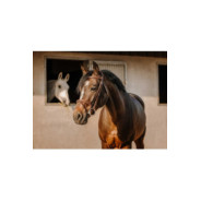 Bridon ERIC THOMAS - Crown