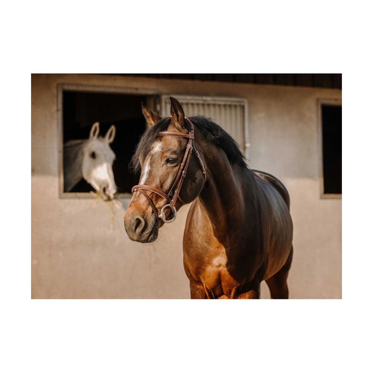 Bridon ERIC THOMAS - Crown