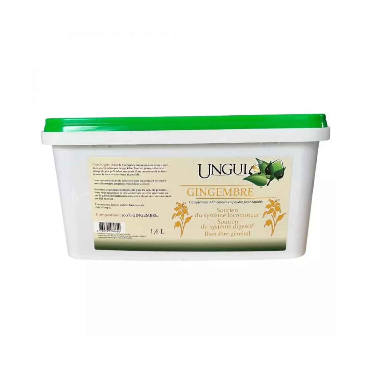 Gingembre ungula