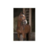 Rênes caoutchouc NORTON PRO 16mm Marron