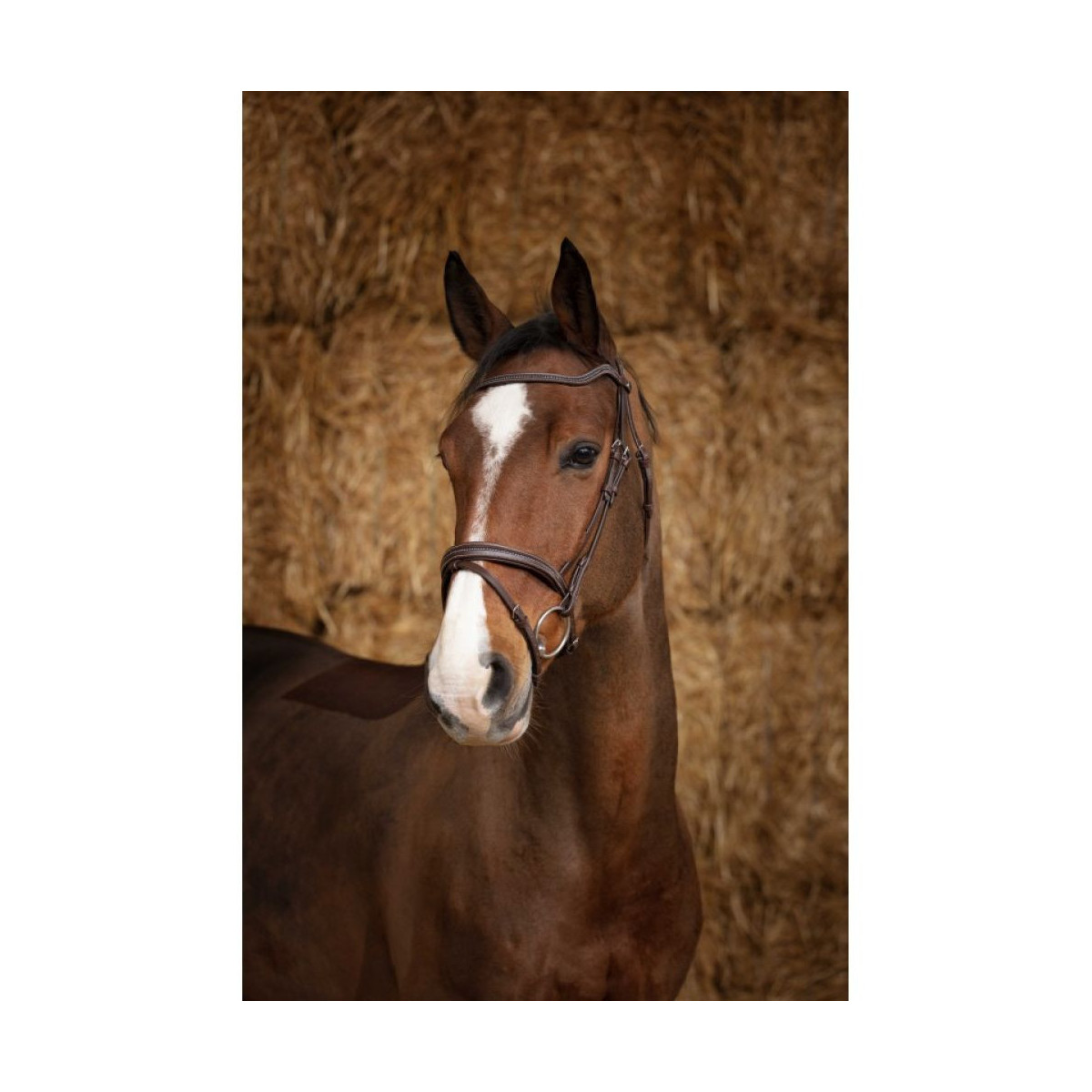 Bridon NORTON PRO - Perle Marron
