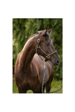 Licol -Limone Sportive- Noir