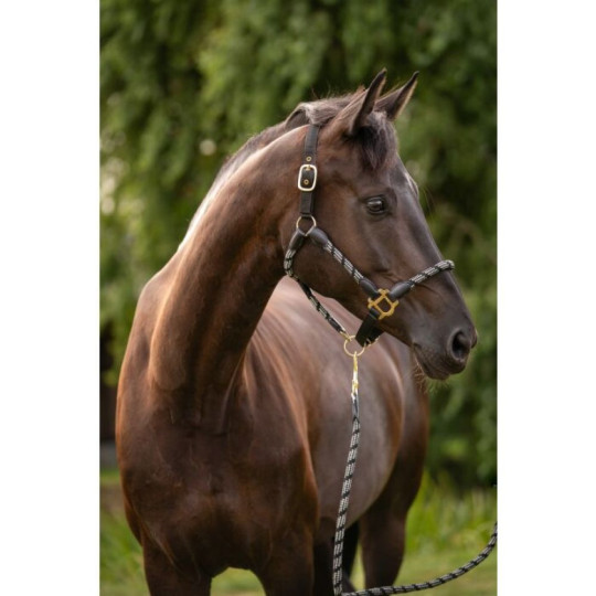 Licol -Limone Sportive- Noir