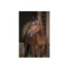Bridon NORTON PRO Fin Havane