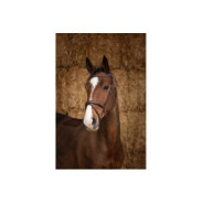 Bridon NORTON PRO - Perle Marron