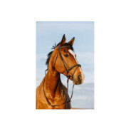 Bridon RIDING WORLD - Doublé muserolle combinée Marron