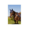 Collier de chasse NORTON PRO 5 points Marron