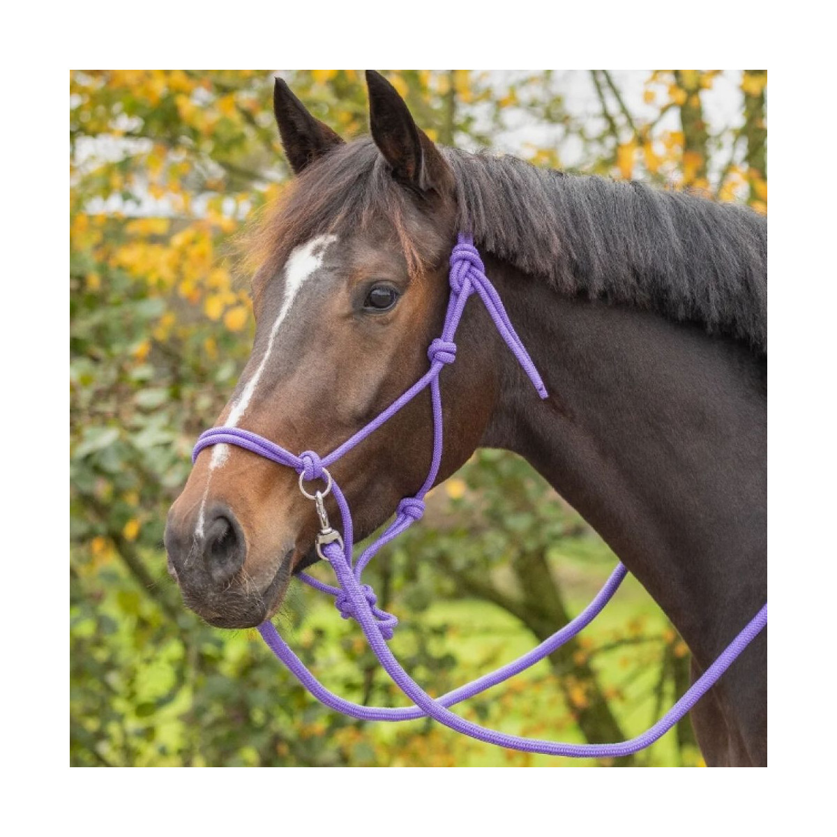 Licol en corde Color avec rênes Violet