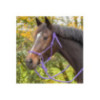 Licol en corde Color avec rênes Violet