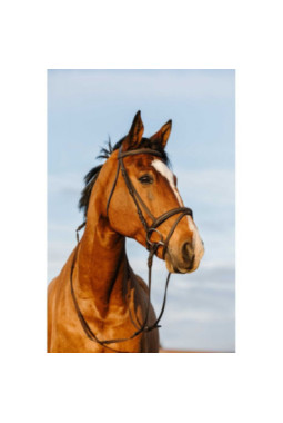 Bridon RIDING WORLD - Doublé muserolle combinée Marron