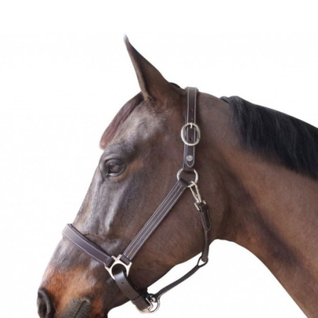 Licol cuir doublé CANTER MARRON